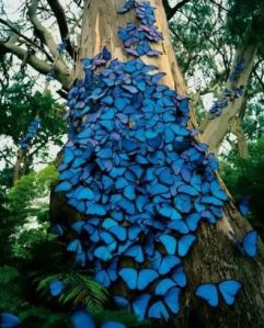 butterfly tree